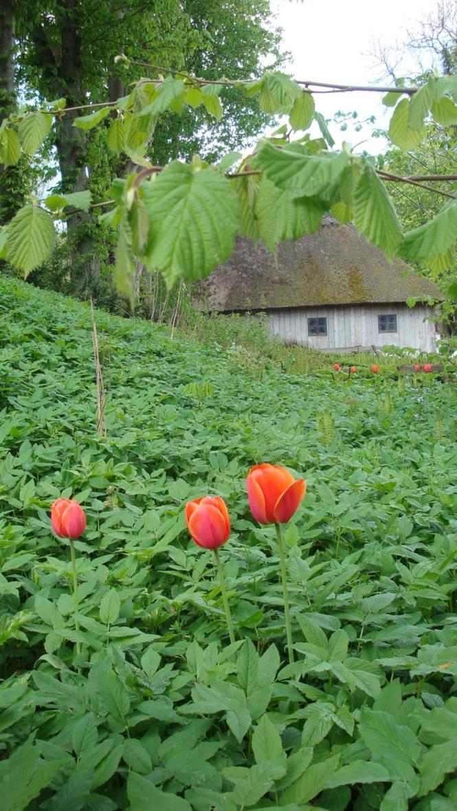Lillemollens Bed & Breakfast Orbaek  외부 사진
